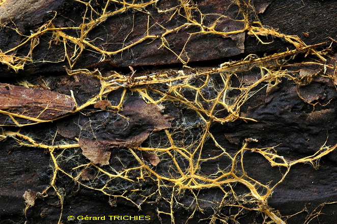 Scytinostromella olivaceoalba?(Leptosporomyces fuscostratus)